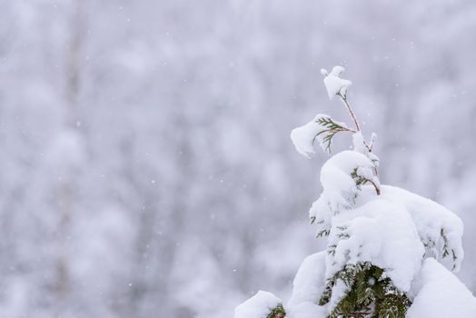 The branch of tree has covered with heavy snow in winter season at Lapland, Finland.