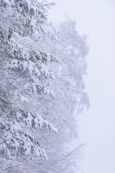 The forest has covered with heavy snow and bad weather sky in winter season at Lapland, Finland.