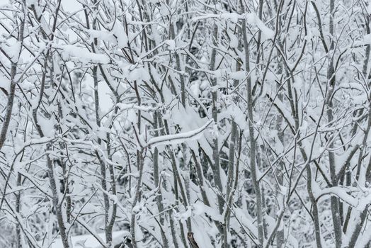 The forest has covered with heavy snow in winter season at Lapland, Finland.