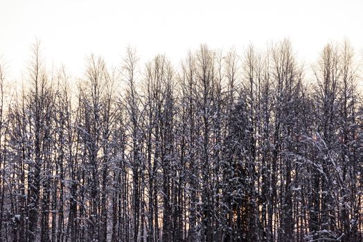 The forest has covered with heavy snow and sunset sky in winter season at Holiday Village Kuukiuru, Finland.