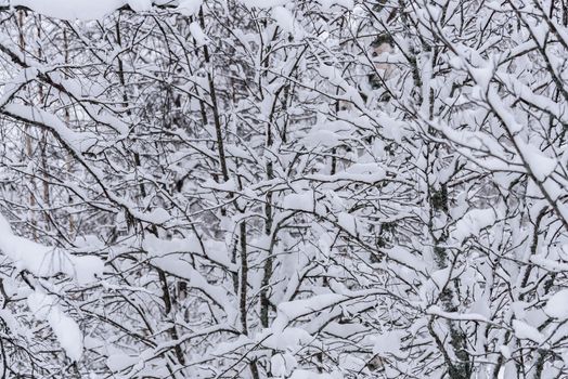 The tree has covered with heavy snow in winter season at Lapland, Finland.