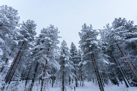 The forest has covered with heavy snow and bad weather sky in winter season at Lapland, Finland.