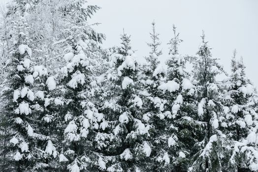 The forest has covered with heavy snow in winter season at Lapland, Finland.