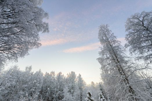 The forest has covered with heavy snow and clear blue sky in winter season at Lapland, Finland.