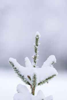 The branch of tree has covered with heavy snow in winter season at Lapland, Finland.