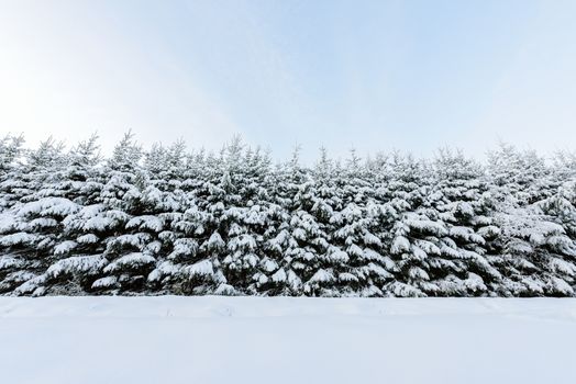 The forest has covered with heavy snow in winter season at Lapland, Finland.