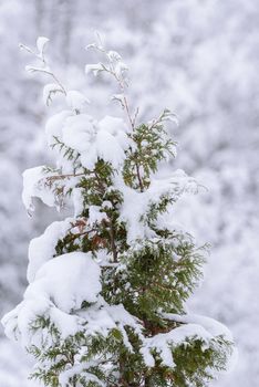 The big tree has covered with heavy snow in winter season at Lapland, Finland.