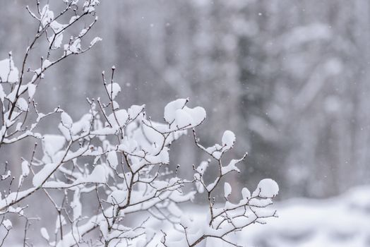 The tree has covered with heavy snow in winter season at Lapland, Finland.