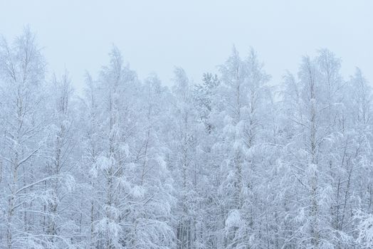 The forest has covered with heavy snow and bad weather sky in winter season at Lapland, Finland.