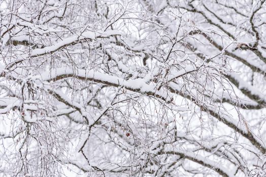 The forest has covered with heavy snow and clear blue sky in winter season at Lapland, Finland.