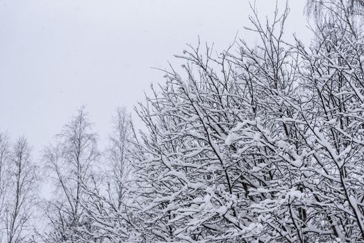 The tree has covered with heavy snow in winter season at Lapland, Finland.