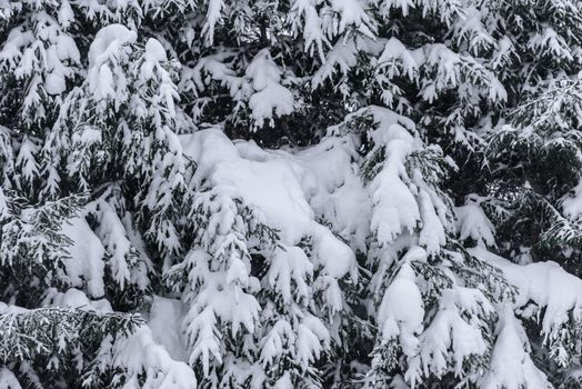 The tree has covered with heavy snow in winter season at Lapland, Finland.