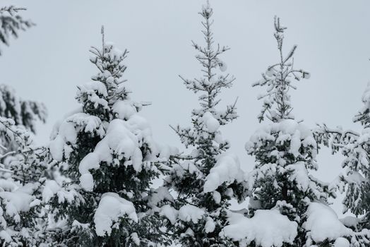 The forest has covered with heavy snow in winter season at Lapland, Finland.