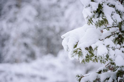 The branch of tree has covered with heavy snow in winter season at Lapland, Finland.