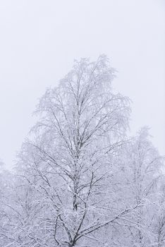 The forest has covered with heavy snow and clear blue sky in winter season at Lapland, Finland.