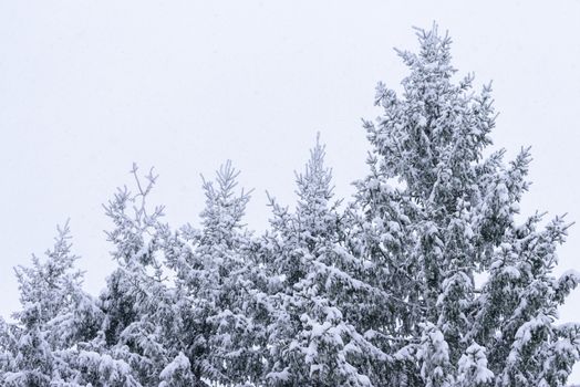 The forest has covered with heavy snow and bad weather sky in winter season at Lapland, Finland.