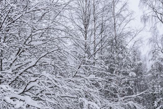 The tree has covered with heavy snow in winter season at Lapland, Finland.