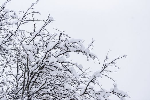 The tree has covered with heavy snow in winter season at Lapland, Finland.