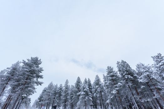 The forest has covered with heavy snow and bad weather sky in winter season at Lapland, Finland.