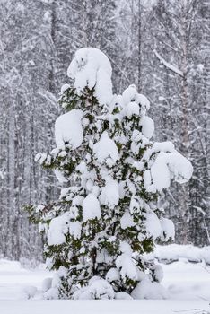 The tree has covered with heavy snow in winter season at Lapland, Finland.