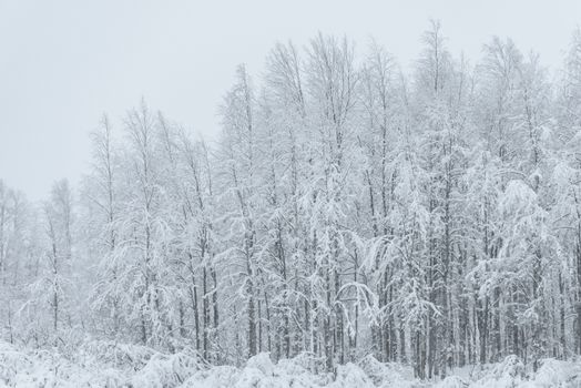 The forest has covered with heavy snow and bad weather sky in winter season at Holiday Village Kuukiuru, Finland.