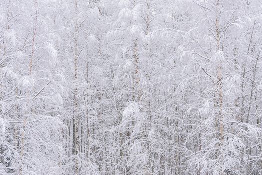 The forest has covered with heavy snow and clear blue sky in winter season at Lapland, Finland.