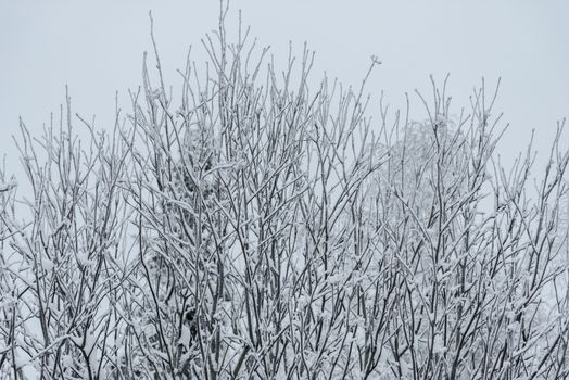 The forest has covered with heavy snow in winter season at Lapland, Finland.