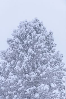 The big tree has covered with heavy snow and bad weather in winter season at Lapland, Finland.