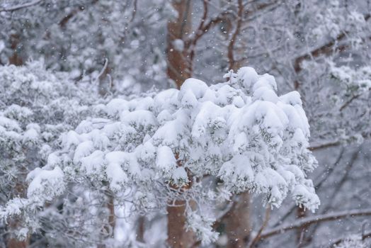 The forest has covered with heavy snow and bad weather sky in winter season at Lapland, Finland.