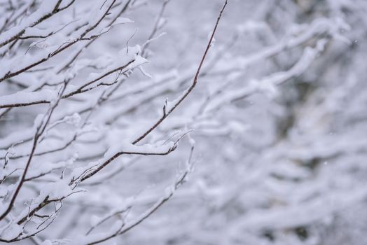 The branch of tree has covered with heavy snow in winter season at Lapland, Finland.