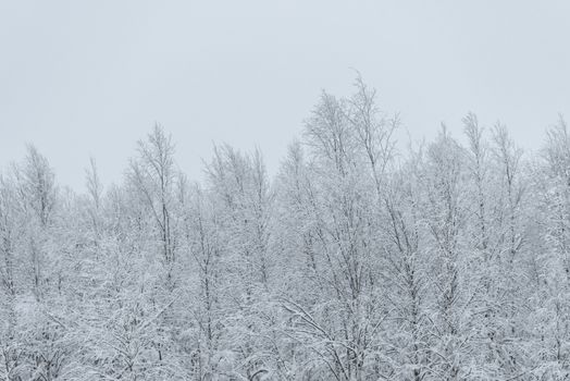 The forest has covered with heavy snow and bad weather sky in winter season at Holiday Village Kuukiuru, Finland.