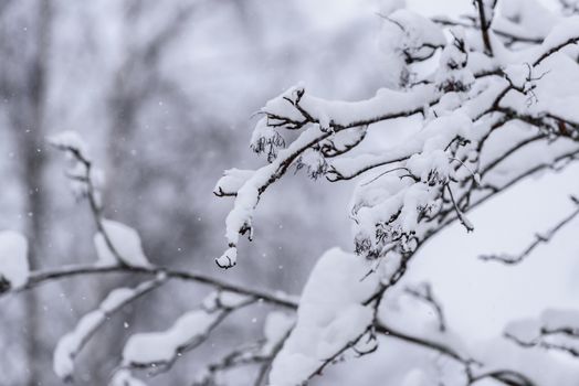 The tree has covered with heavy snow in winter season at Lapland, Finland.