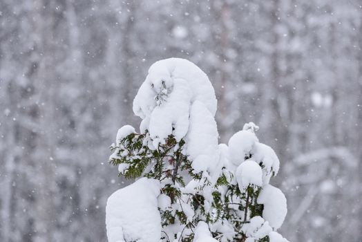 The tree has covered with heavy snow in winter season at Lapland, Finland.