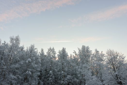 The forest has covered with heavy snow and clear blue sky in winter season at Lapland, Finland.