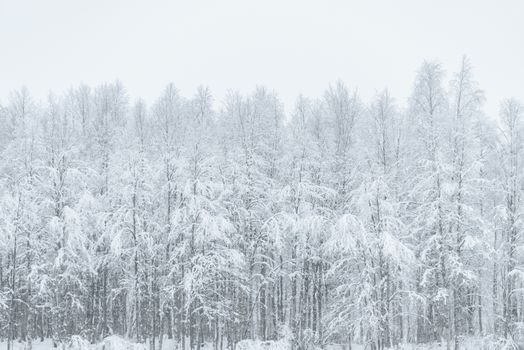 The forest has covered with heavy snow and bad weather sky in winter season at Holiday Village Kuukiuru, Finland.