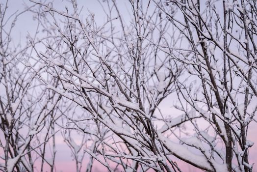 The branch of tree has covered with heavy snow and sunset time in winter season at Holiday Village Kuukiuru, Finland.