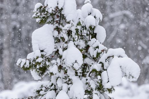 The tree has covered with heavy snow in winter season at Lapland, Finland.