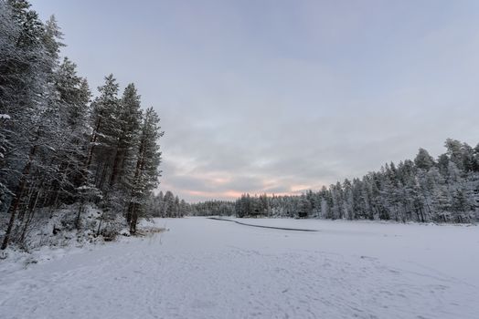 The forest has covered with heavy snow and bad weather sky in winter season at Oulanka National Park, Finland.