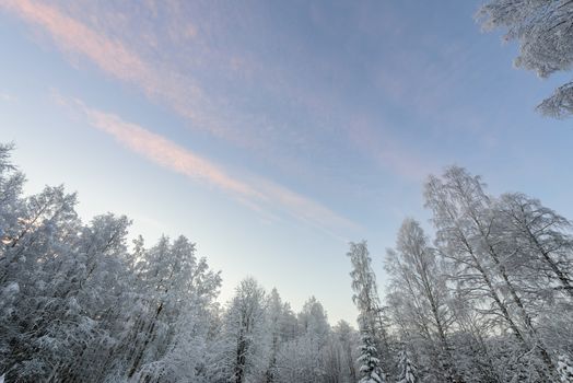 The forest has covered with heavy snow and clear blue sky in winter season at Lapland, Finland.