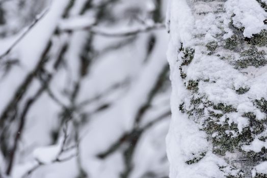 The tree has covered with heavy snow in winter season at Lapland, Finland.