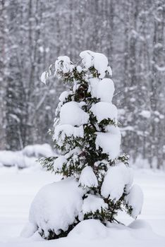 The tree has covered with heavy snow in winter season at Lapland, Finland.