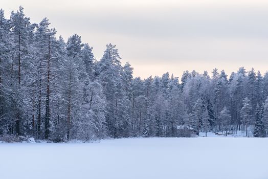 The forest on the ice lake has covered with heavy snow and sky in winter season at Lapland, Finland.