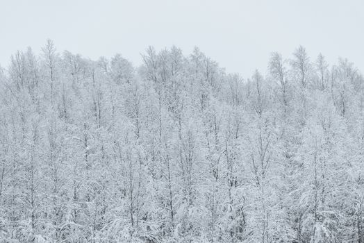 The forest has covered with heavy snow and bad weather sky in winter season at Holiday Village Kuukiuru, Finland.