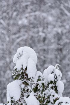 The tree has covered with heavy snow in winter season at Lapland, Finland.