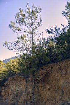 Pine on a mountain path, root.Day sunny, drought