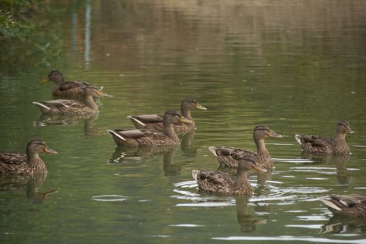 Flock of ducks swimming in the lake, family, spring, reflections, brown, tranquility