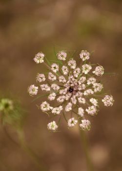 Set of small white flowers in the field, macro photography, details