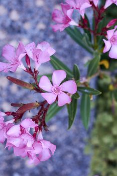 Set of small violet flowers, macro photography, details, light,