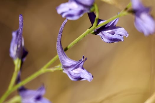 Set of small violet flowers, macro photography, details, light,