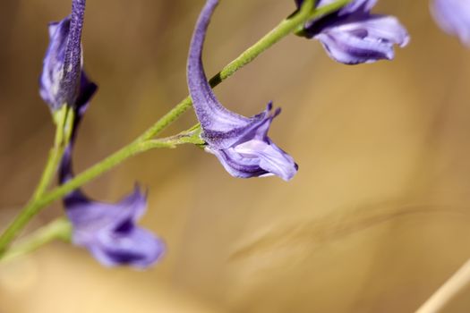 Set of small violet flowers, macro photography, details, light,